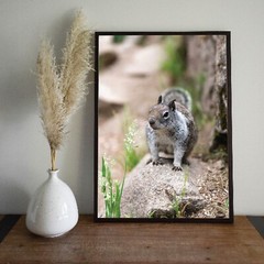 Cute Squirrel Close Up Photo Wall Print, Wildlife Nature Photography Yosemite NP