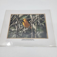 PHOTOGRAPHY Art Prints Lot 4 Vintage BIrds Birding Nature Photos – HW025
