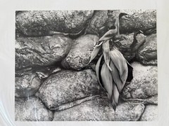 7×9 Black & White Stephen Stoneberg (Asheville, NC) Photographs on 13×14 Mattes