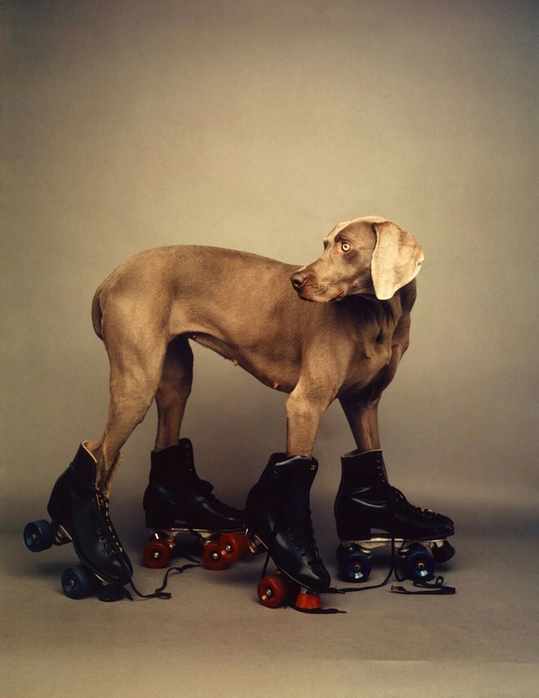 WILLIAM WEGMAN ‘Roller Rover’, 1987 SIGNED Ltd. Ed. Photograph 14 x 11 in. *NEW*