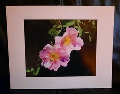 Matted Photograph: Wild Prairie Roses