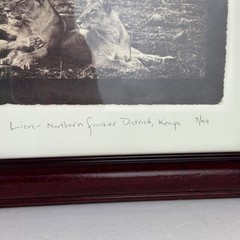Framed Photo «Lion- Northern Frontier District Kenya» 12″ x 10.5″ Vintage