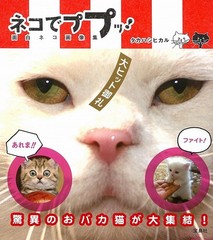 Funny Cat Images Collection for a Laugh