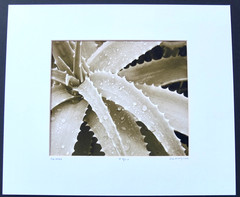 «Aloe Vortex» By Oak Group Photographer Bill Dewey Signed 2008 Number 2/10