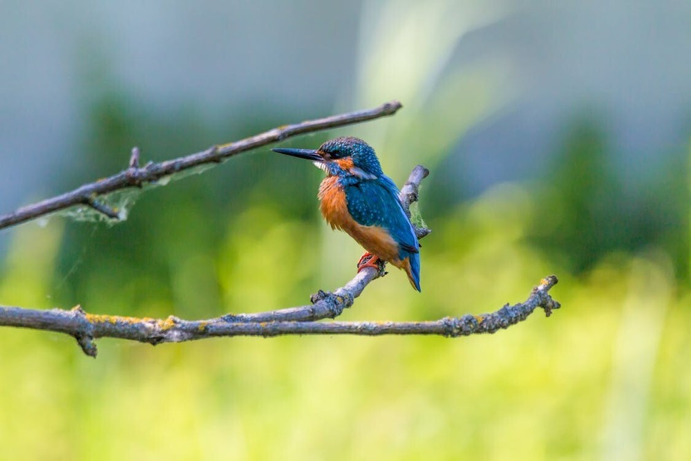Digital Image Picture Photo Pic Wallpaper Background Blue Bird on Branch Nature