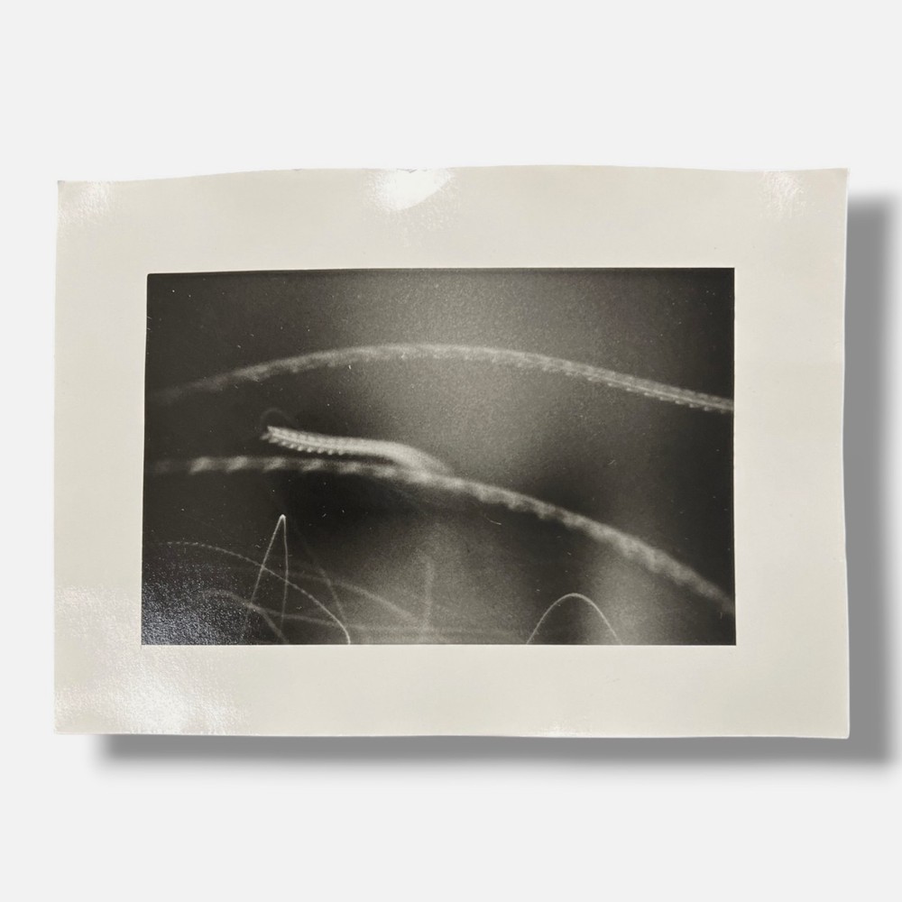 Toni Crabb «FIber 1 (Moths) V» Limited Signed Art Photography Print, 12 x 17 cm