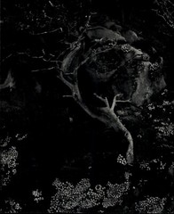 1930 1968 Original Edward Weston Cypress Tree Stone Crop Art Photo Gravure