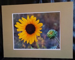 Matted Photograph: Sunflowers 1