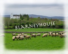 IRISH SHEEP and CASTLE 8 x 10 Photo IRELAND!! LOOK!!