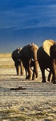 Thomas D. Mangelsen’s “The Long Journey” Limited Edition Signed Photo #293/1200