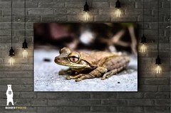 Cuban Tree Frog – Fine Art Macro Photography Prints – by Bear8Photo