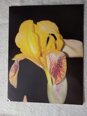 Lot of 8 Photo Prints Flowers & Nature Print Wall Art 8.5″x11, on Kodak