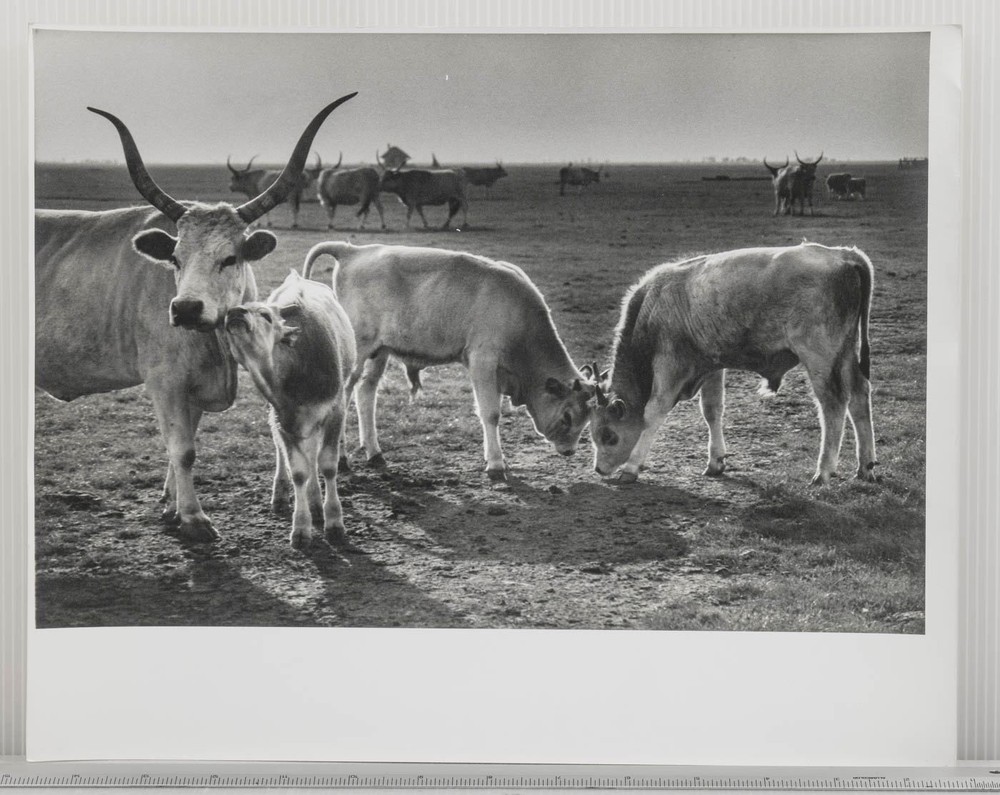 Black & White Photograph Hungarian Farm Cattle Livestock Rural Art