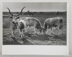 Black & White Photograph Hungarian Farm Cattle Livestock Rural Art