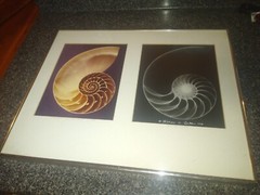 William A. Conklin X-Ray & Color Photo Diptych Chambered Nautilus