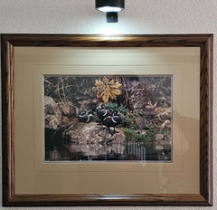 Limited Edition Thomas D. Mangelsen Photograph – «Harlequin Romance» 82/950