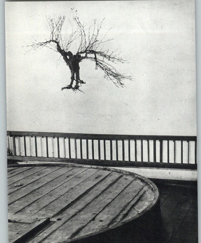 1955 1968 Brassai Grape Vine Stock Roots Wine Cellar Art Photo Photogravure