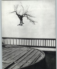1955 1968 Brassai Grape Vine Stock Roots Wine Cellar Art Photo Photogravure