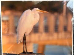 Artist Greg Arbutine 8″x10″ Photograph in 11″x14″ black mat «Florida Egret»
