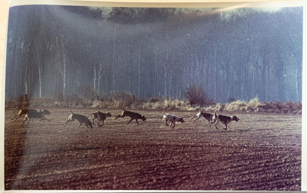 Vintage Analog Photo France Hunting With Hounds Horse DOG 15X23 1970