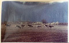 Vintage Analog Photo France Hunting With Hounds Horse DOG 15X23 1970