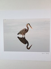 Art Photo Of Great Blue Heron Bird By Marie Kluttz