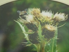 Thistle Bumble Bee Framed Photo Print Oval Matte