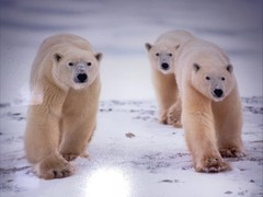 Polar Bear Nature Signed Limited Edition Framed Art Print