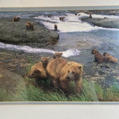 Kennan Ward Photography Signed Brown Bear “Grizzly” 1997