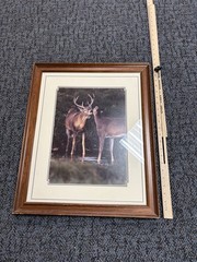 18.5 in x 23 in Deer Photo Framed