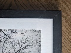 Original Black and White Photography, Nature, Tree, Custom 11×19