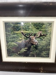 Vintage framed wildlife bull moose forest Photography nature Home Decor