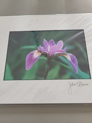 Photography Print By John T Slonina Matted 8×10 Close Up Of An Iris Flower
