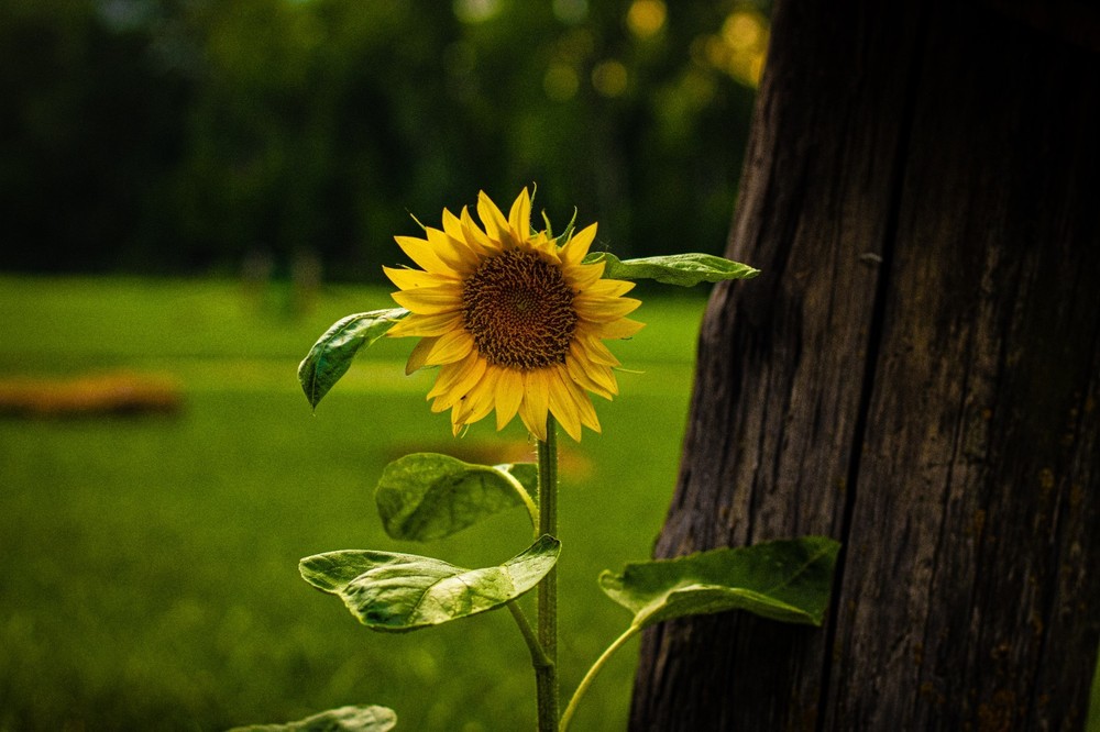8×10 Glossy Sunflower Photograph – Color Floral Art Print