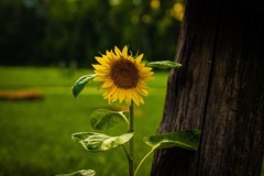 8×10 Glossy Sunflower Photograph – Color Floral Art Print