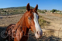 Photo Digital Product Illustration. Smart Horse, Israel.