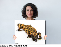 Reptilian Royalty: Gila Monster Wall Art Metal Acrylic Print Reptile Photography