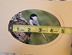 Chickadee Photograph Matted Bird In Tree Wildlife