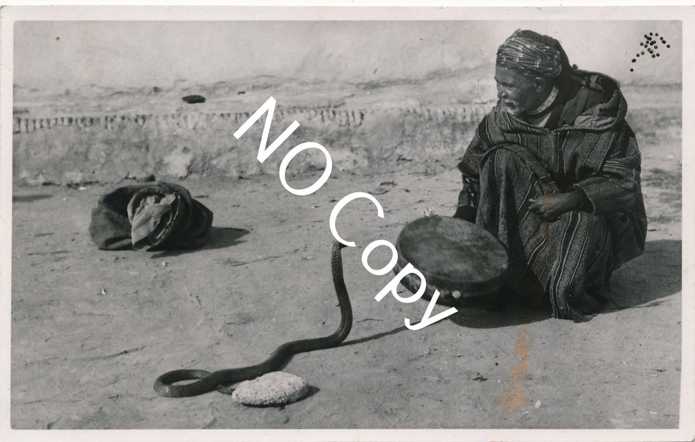 Photo Snake Charmer Snake African X139