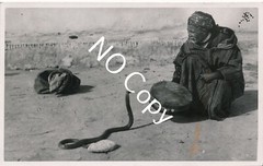 Photo Snake Charmer Snake African X139