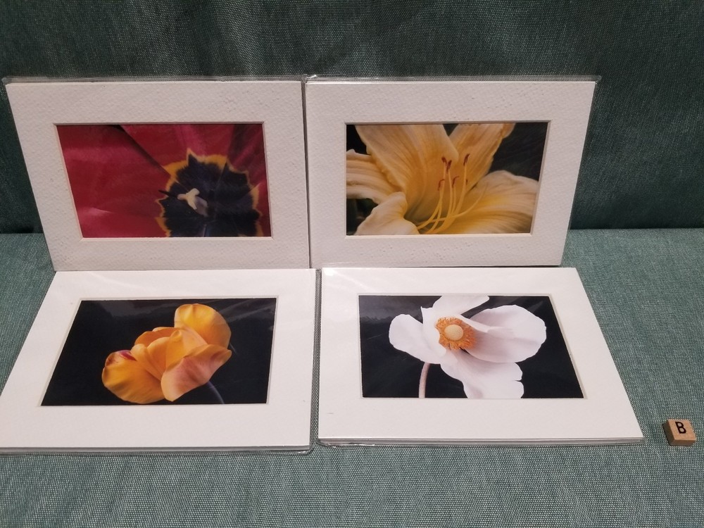 New Lot of 4 Matted 5×7 Photo Fine Art Print spring flower Tulip White Red