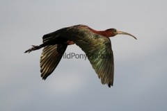 Ibis Photo, Pick One Image – Various Sizes