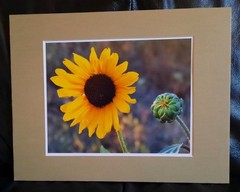 Matted Photograph: Sunflowers 1