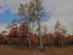 10×8 » Lustre Print Original Photo Photography Art Autumn Fall Trees Nature