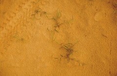 William Eggleston signed color photograph of beach sand