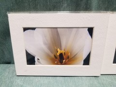 New Lot of 4 Matted 5×7 Photo Fine Art Print spring flower Tulip White Red