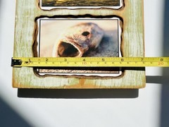 Custom wood Piranha beach photography art home deco by Steve Harris