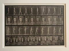 EADWEARD MUYBRIDGE authentic 1887 collotype ANIMAL LOCOMOTION PLATE 550 – lewitt