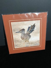 Scott Vail nature photography 12×12 Roadrunner Photo Matted
