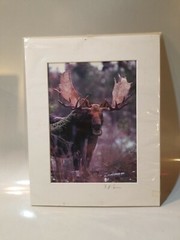 ROGER IRWIN OUTDOOR PHOTOGRAPHY PHOTOGRAPHER Moose Photo Photograph VERMONT